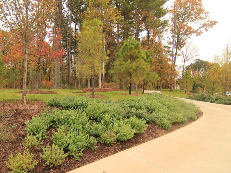 Orchard Trail Landscaped garden with shrubs, small trees, curved path, and vibrant autumn forest backdrop.