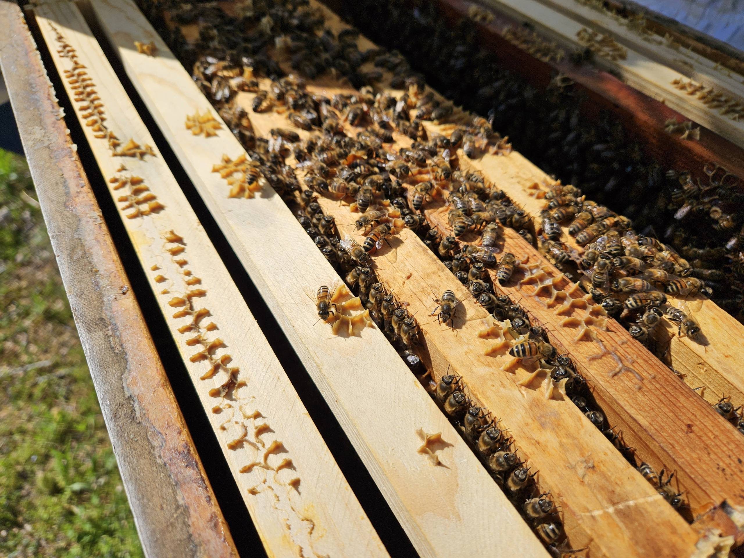 Bee Header Bees crawling over the wooden slats of an open hive.