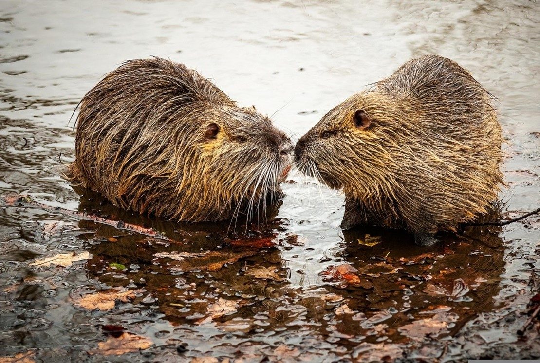 beaver blog two beavers facing each other with noses touching on the bank of a body of water with leaves around them