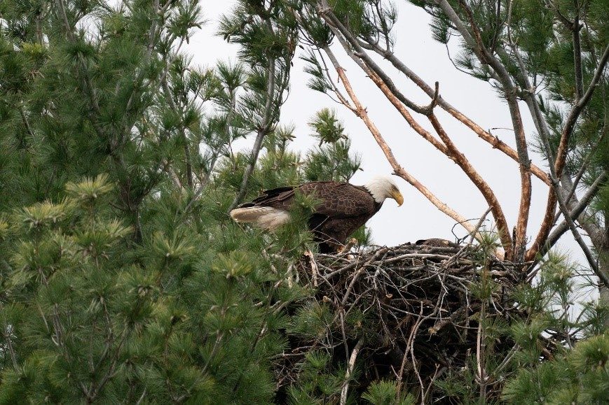 bird nest 1 a bald eagle perches over a nest of twigs formed in the branches of a tall tree