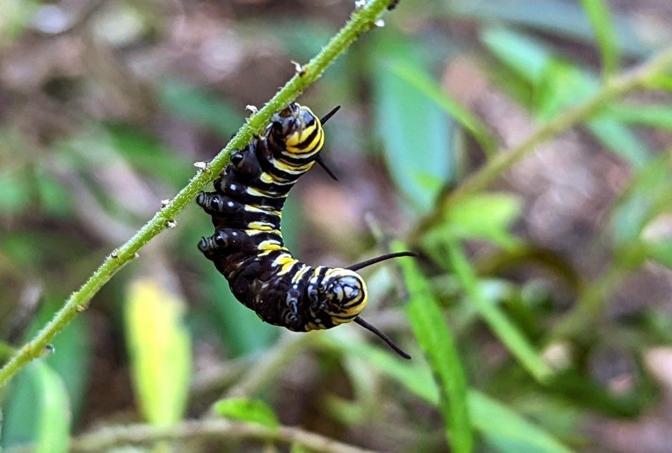 caterpillar hanging_monarch blog a yellow, black, and white-striped monarch caterpillar hangs upside down from a green leaf stem
