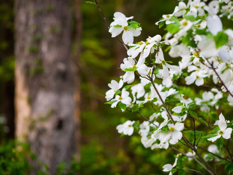 Blossoming Dogwoods Flowering dogwood branch with white blossoms, tree trunk, and blurred green background.