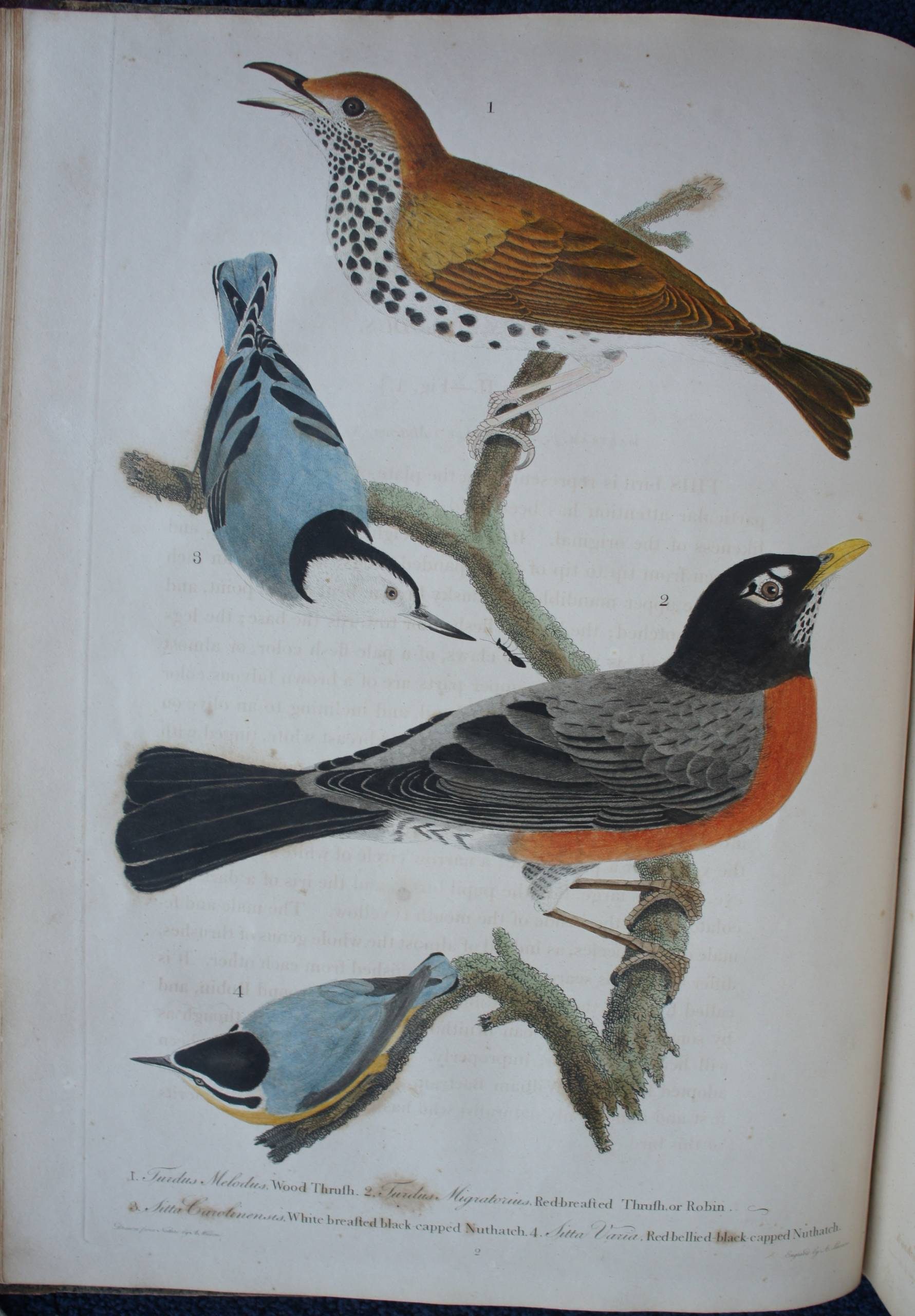 Drawings of Wood Thrush Illustration of four labeled birds on branches with varied colors and patterns.
