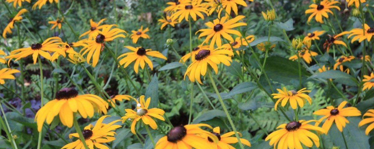 Black-Eyed Susan Black-eyed Susan flowers with yellow petals and brown centers, surrounded by green foliage.