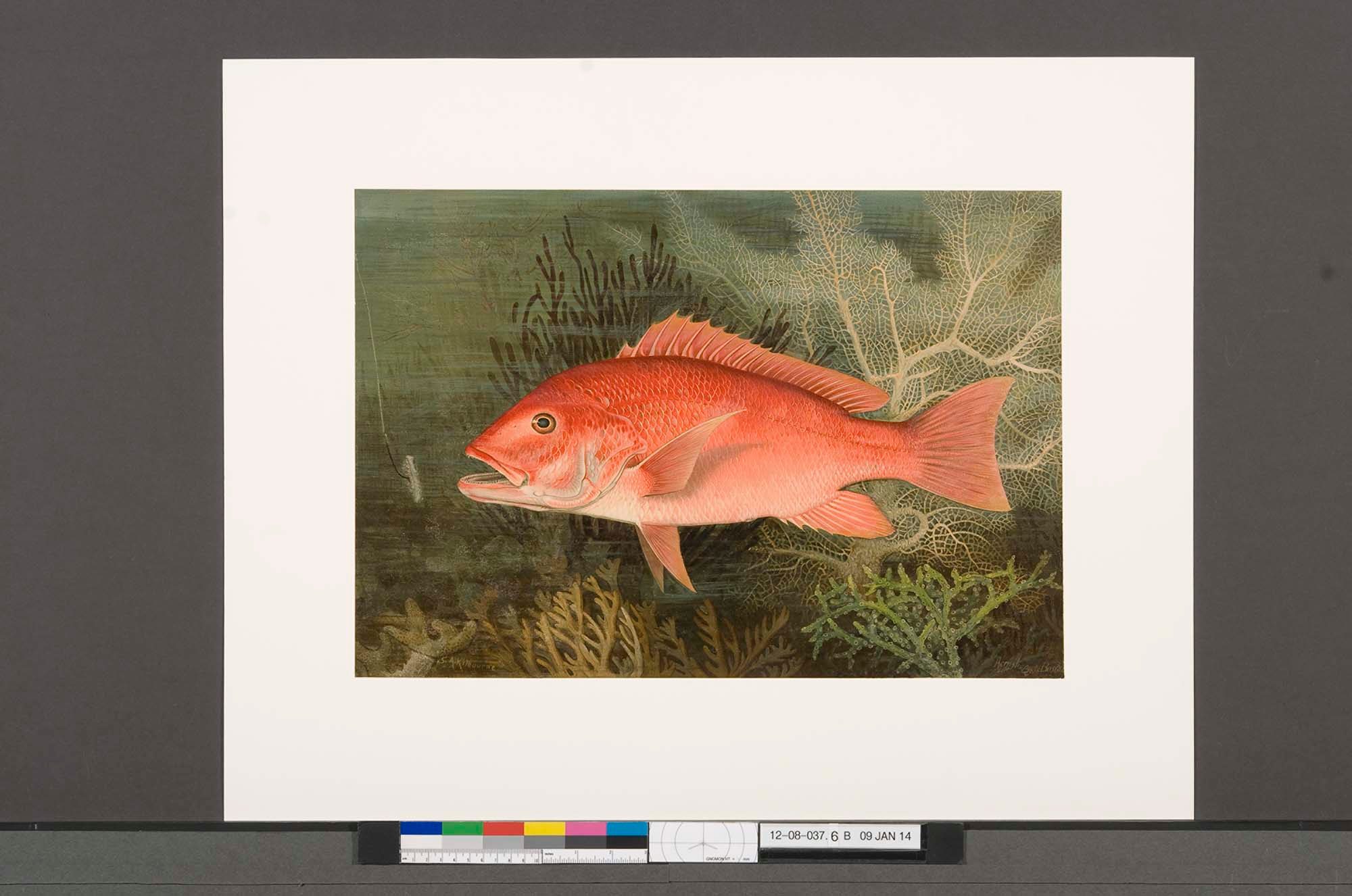 Red fish swimming in coral and seaweed, green underwater scene.
