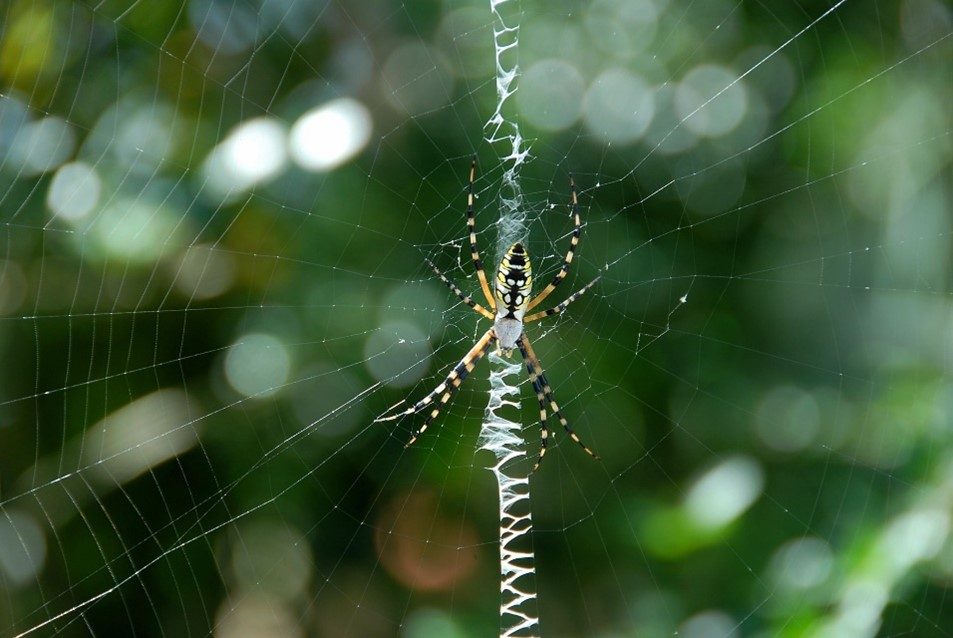 orb weaver spider w zigzag an orange and yellow orb weaver spider with black stripes sits on a web with a strip of zigzag pattern in the middle of the web