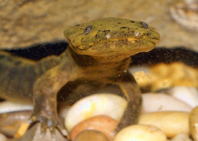 Ozark Hellbender image of a yellow-brown ozark hellbender salamander