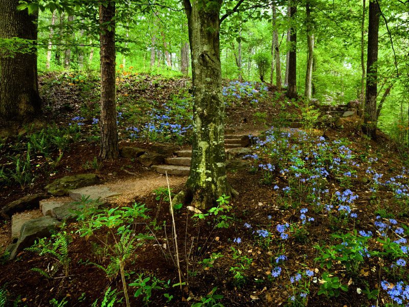 Sendero de Piedra Escalonada Sendero con escalones de piedra en un bosque con flores moradas