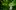 Cluster of white flowers with green leaves against a blurred verdant background.