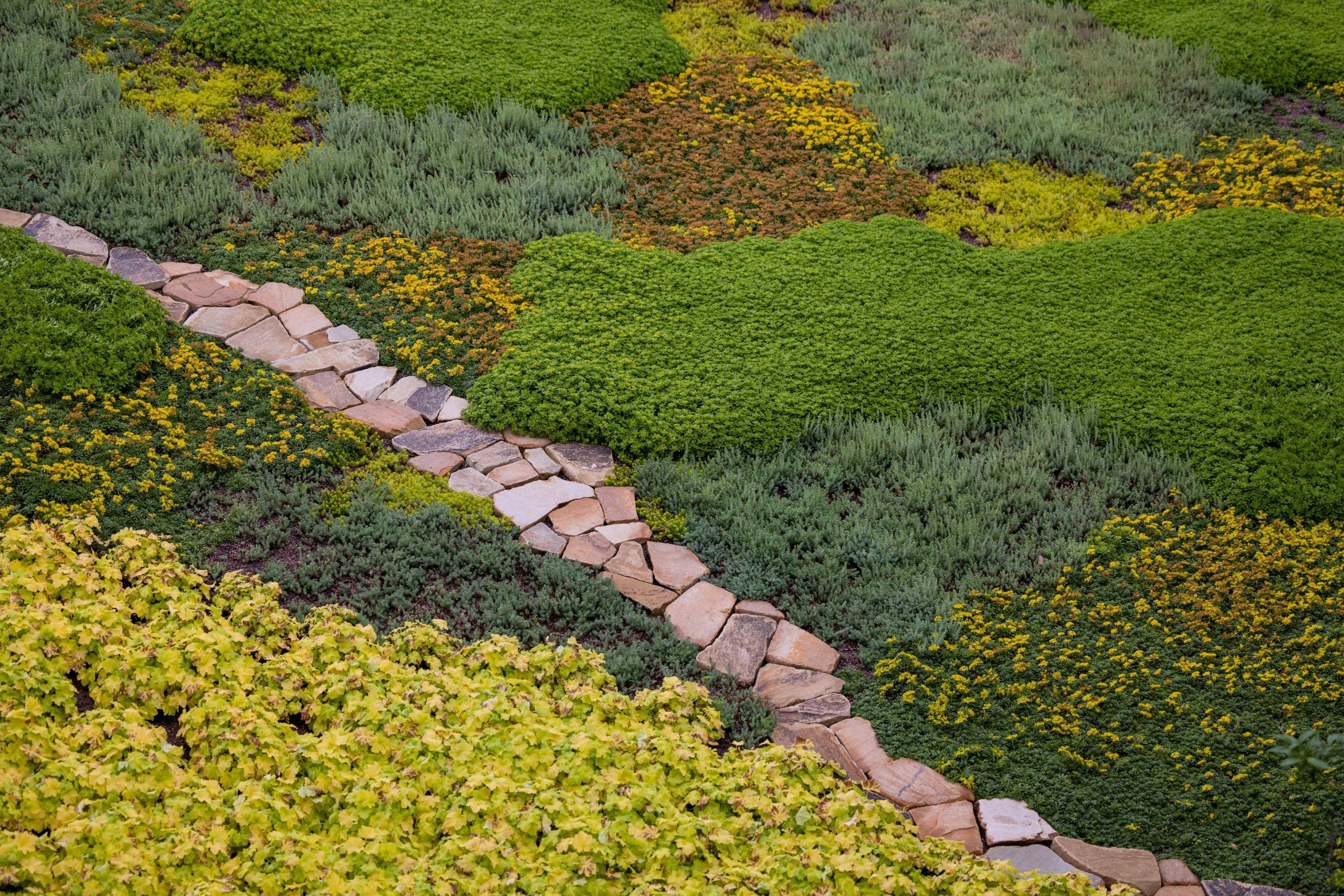 Photo by Stephen Ironside close-up of a green roof with green, brown, and yellow patches of plants and flowers and a rock path cutting through the center