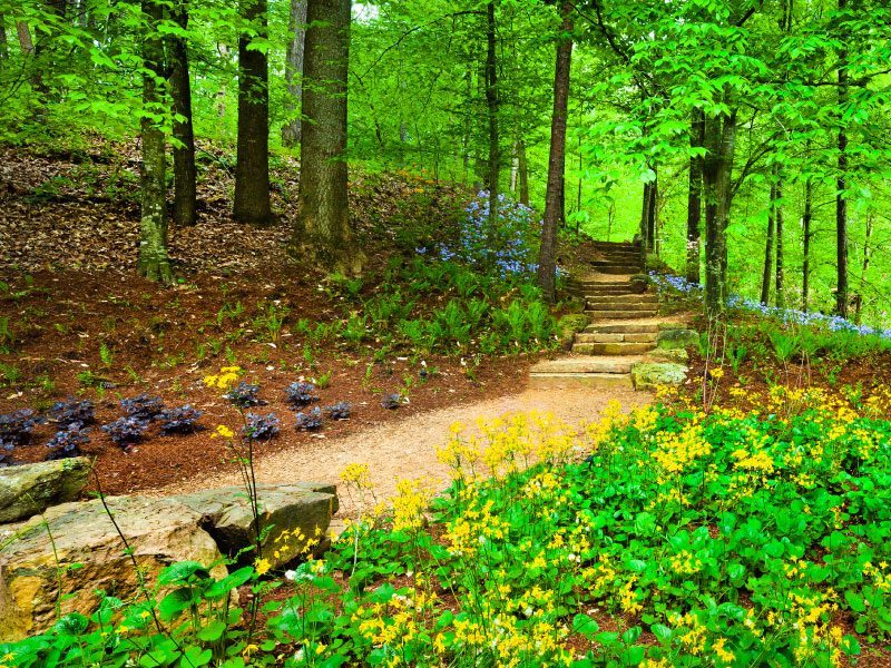 Sendero de los Tulíperos Sendero con una escalera de piedra en un bosque con flores florecidas