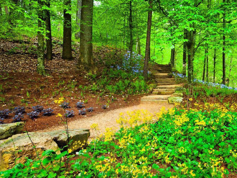 Tulip Tree Trail Forest path with stone steps, trees, wildflowers, and lush greenery on a small hill.