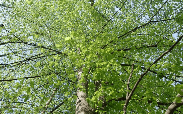 Lush Tree Canopy Against Blue Sky Tree limbs in sunshine